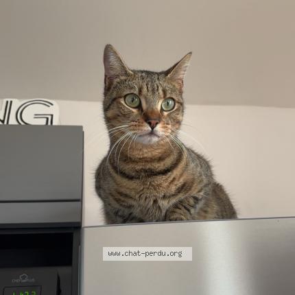 Photo de chat perdu à Longages
