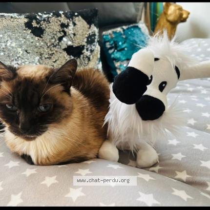 Photo de chat perdu à Cordemais