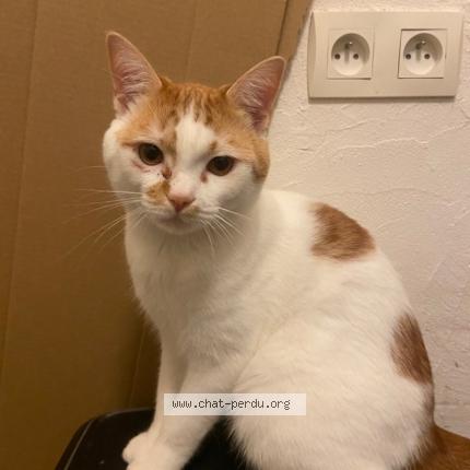 Photo 1/1 Pom'pote Chat perdu à Nantes