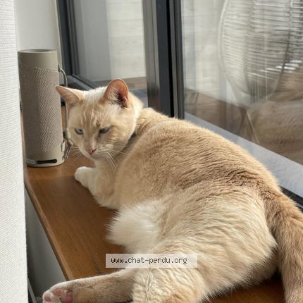 Photo 1/1 Francis Chat perdu à Croix