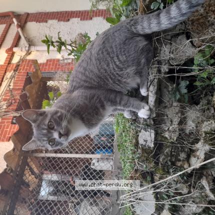 Photo de chat perdu à Montmorency
