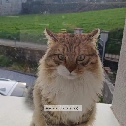 Photo de chat perdu à Cassagnes Begonhes