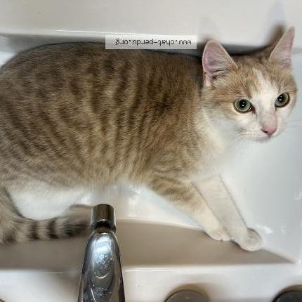 Photo de chat perdu à Issoire