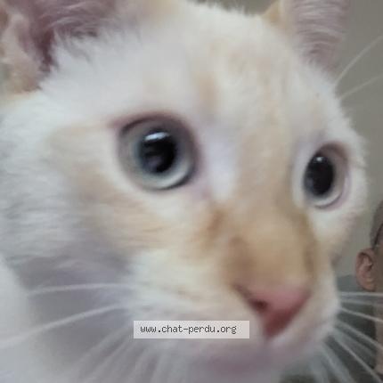 Photo de chat perdu à Toulouse