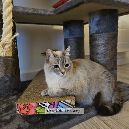 Photo de chat perdu à Quesnoy Sur Deule