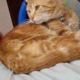 Photo de chat perdu à Doonside