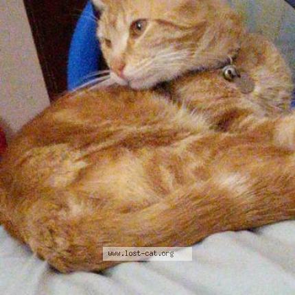 Photo 1/1 lemon lime Chat perdu à Doonside