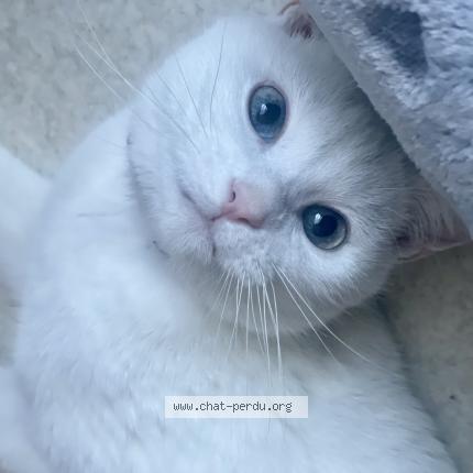 Photo de chat perdu à Douai