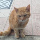 Photo de chat trouvé à St Jean De Monts