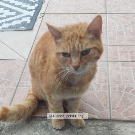 Photo 1/1 Chat retrouvé Trouvé à St jean de monts