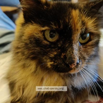 Photo 1/1 Ninou Chat perdu à Ensues la redonne