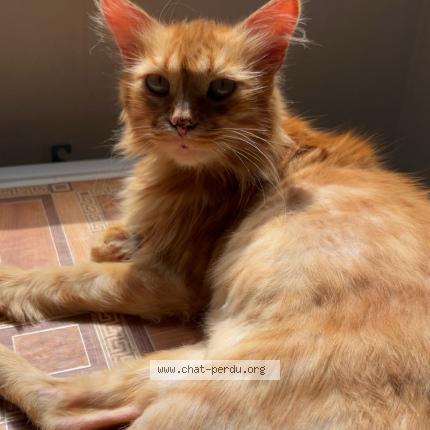 Photo de chat perdu à Chatellerault