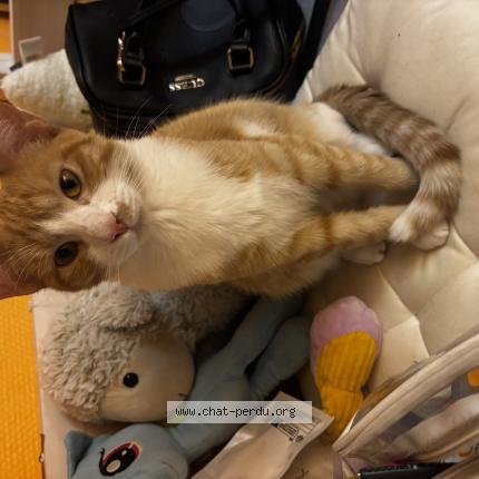 Photo de chat perdu à Villejuif