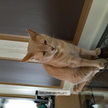 Photo de chat perdu à Anquetierville