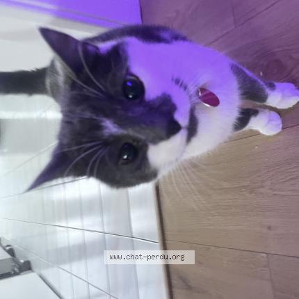 Photo 1/1 Chamonix Chat perdu à Quebec