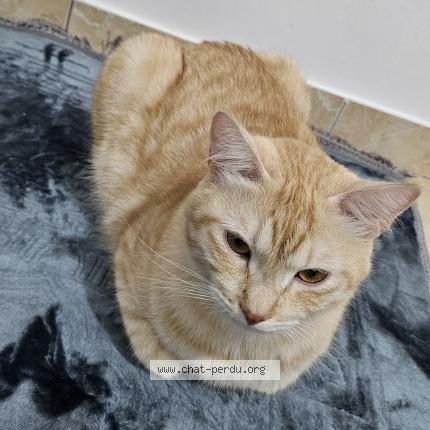 Photo 1/1 Amber Chat perdu à Toulouse