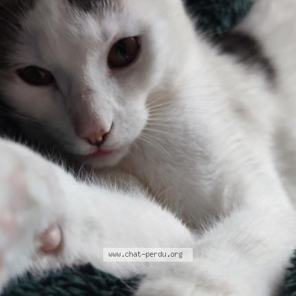 Photo de chat perdu à Uchiey