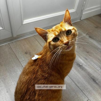 Photo de chat perdu à La Rochelle