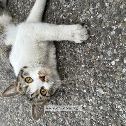 Photo 1/1 Chat retrouvé Trouvé à Sarrebourg