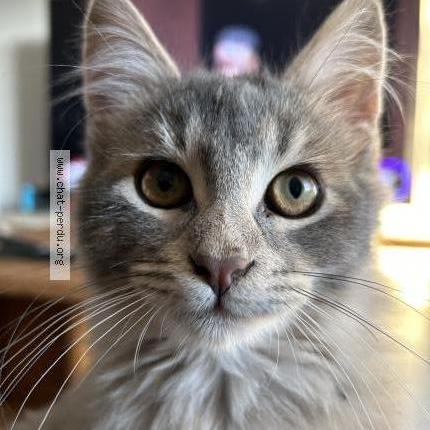 Photo 1/1 petit bout Chat perdu à Venejan