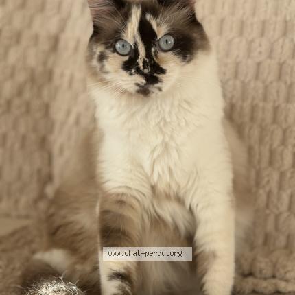 Photo de chat perdu à Gaillard