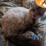 Photo de chat perdu à Mas Grenier