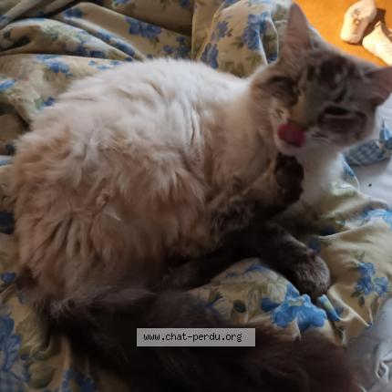 Photo 1/1 Chat retrouvé Perdu à Mas grenier