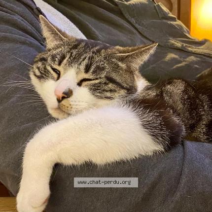 Photo de chat perdu à Luray