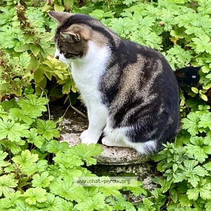 Photo 2/2 Chat retrouvé Perdu à Luray