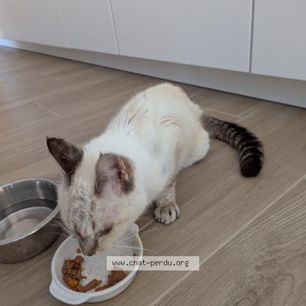 Photo 1/1 Chat retrouvé Trouvé à Ploemeur