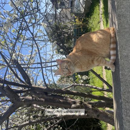 Photo de chat perdu à Bezons