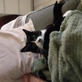 Photo de chat perdu à Herimoncourt