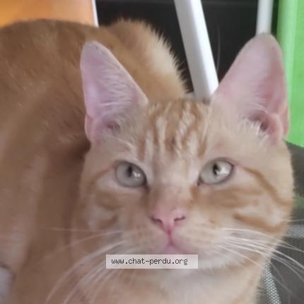Photo de chat perdu à Phalsbourg