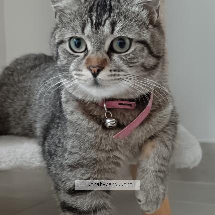 Photo 1/1 Toastinette Chat perdu à Aire sur la lys