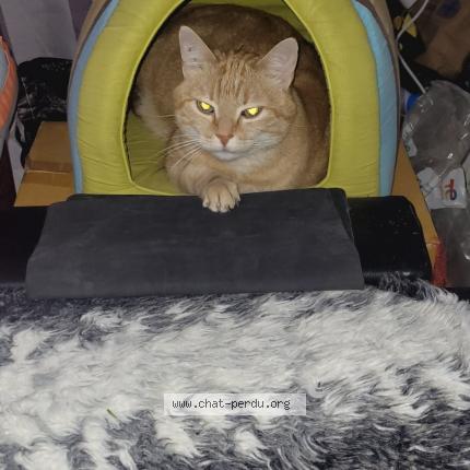 Photo de chat perdu à St Aupre