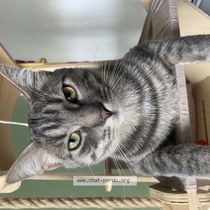 Photo 1/1 Tartine Chat perdu à Bruyeres le chatel