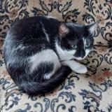 Photo de chat perdu à Epinay Sur Seine