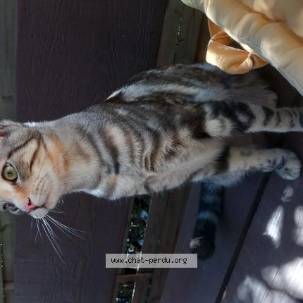 Photo 1/1 Maïa Chat perdu à La seyne sur mer