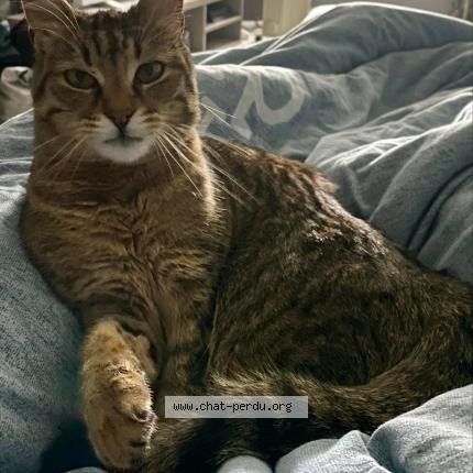 Photo 1/1 Tamara Chat perdu à Gumbrechtshoffen