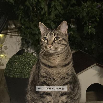 Photo 1/1 Chat retrouvé Perdu à Nanterre