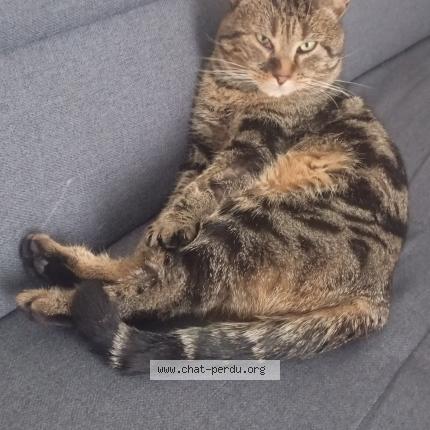 Photo 1/1 Charlie Chat perdu à Nevers