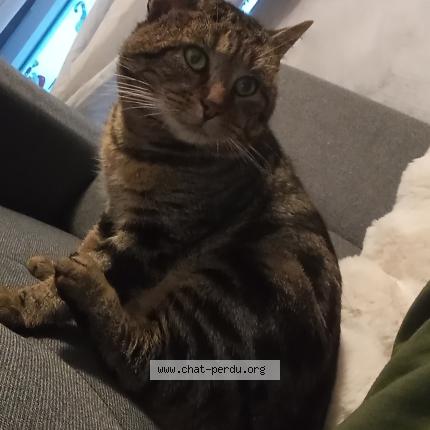 Photo 1/1 Charlie Chat perdu à Nevers