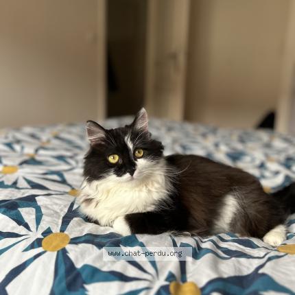 Photo 1/1 Chat retrouvé Perdu à Vandoeuvre les nancy
