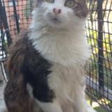 Photo de chat perdu à Vicente Lopez Olivos