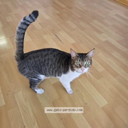 Photo 1/1 Chat trouvé Trouvé à Antofagasta