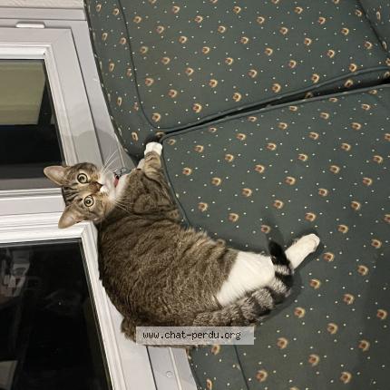 Photo 1/1 Mimiche Chat perdu à Roye sur matz