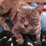 Photo de chat perdu à Franqueville St Pierre