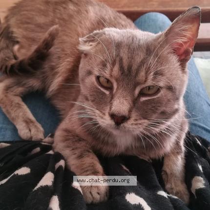 Photo 1/1 Chat retrouvé Perdu à Franqueville st pierre