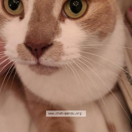 Photo 1/1 Lucas Chat perdu à St hubert
