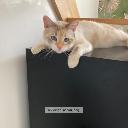 Photo de chat perdu à Artigues